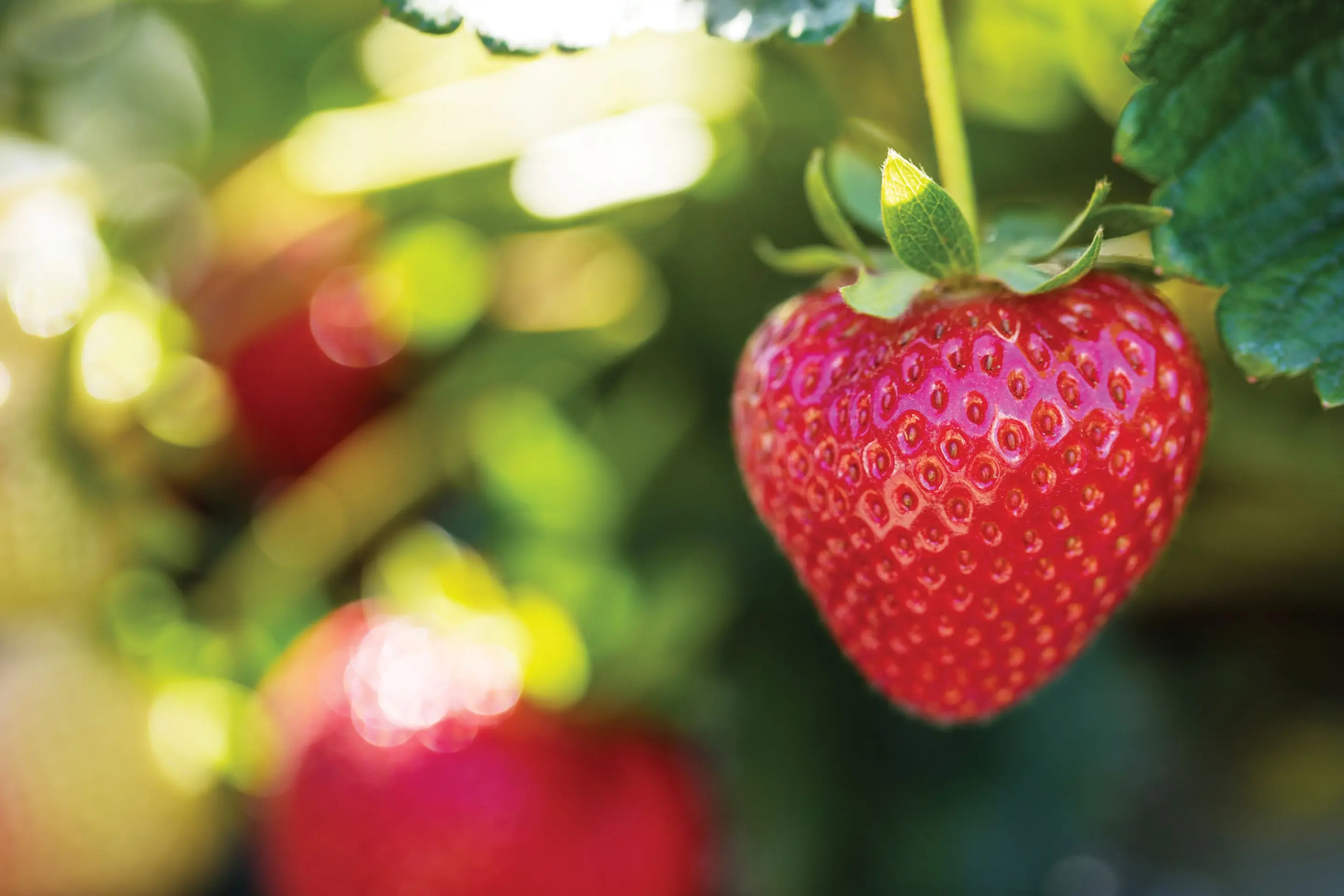 Driscolls Strawberrie 250 gm - view 5