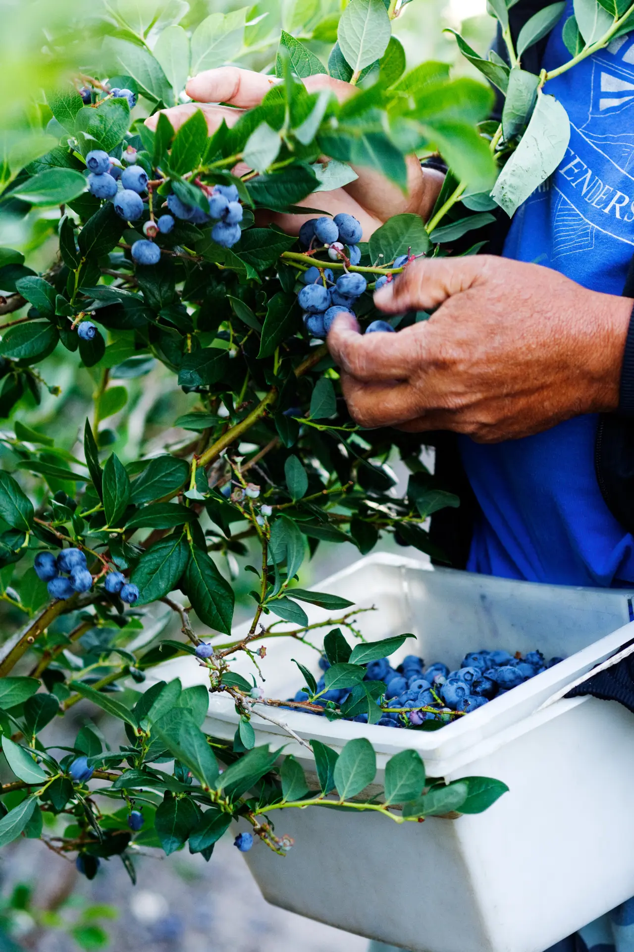Driscolls Blueberry 125 gm - view 5