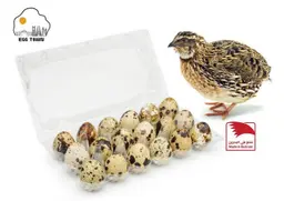 Egg Town Quail Eggs 18 Pieces