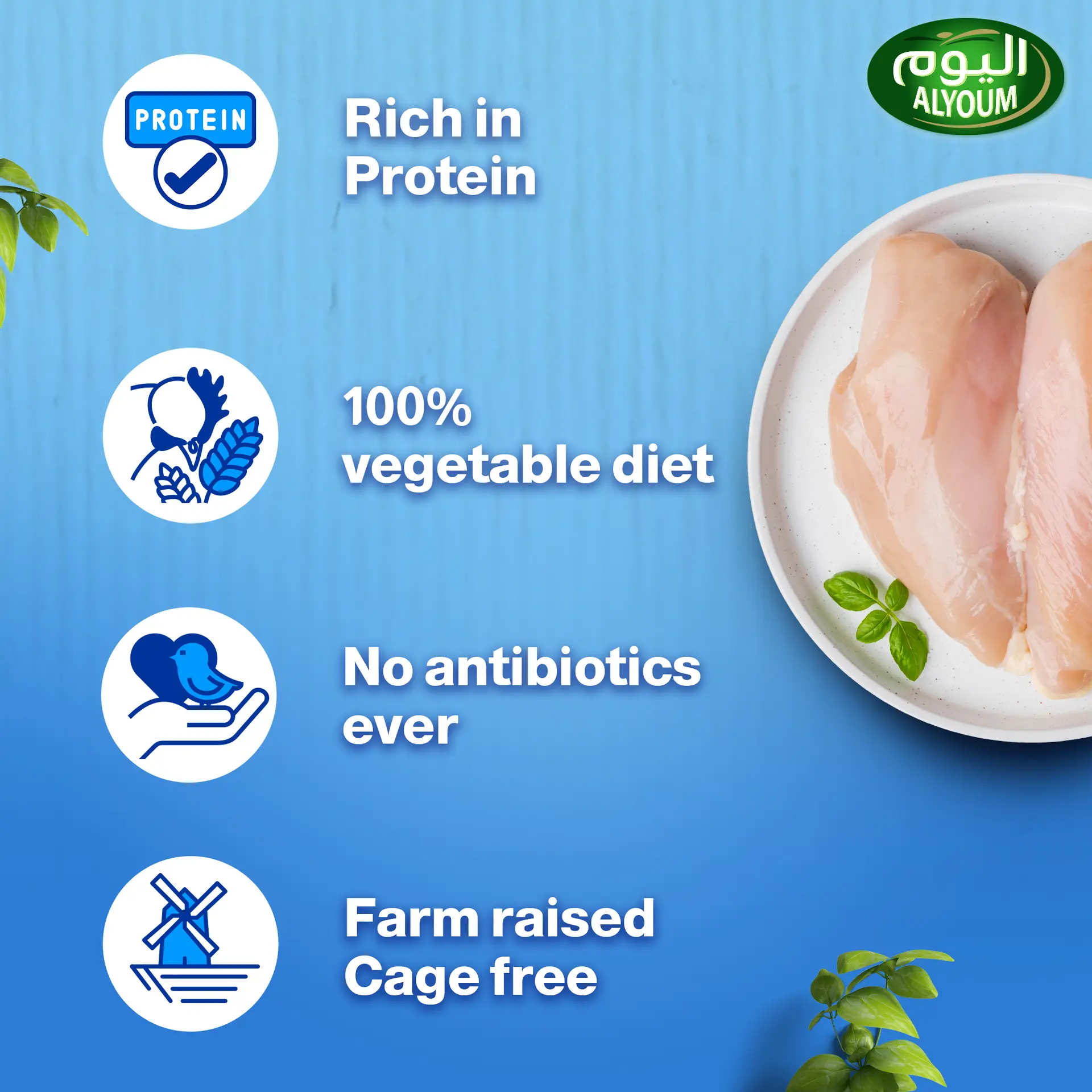 Alyoum Chicken Breast Fillet 450 gm - view 3