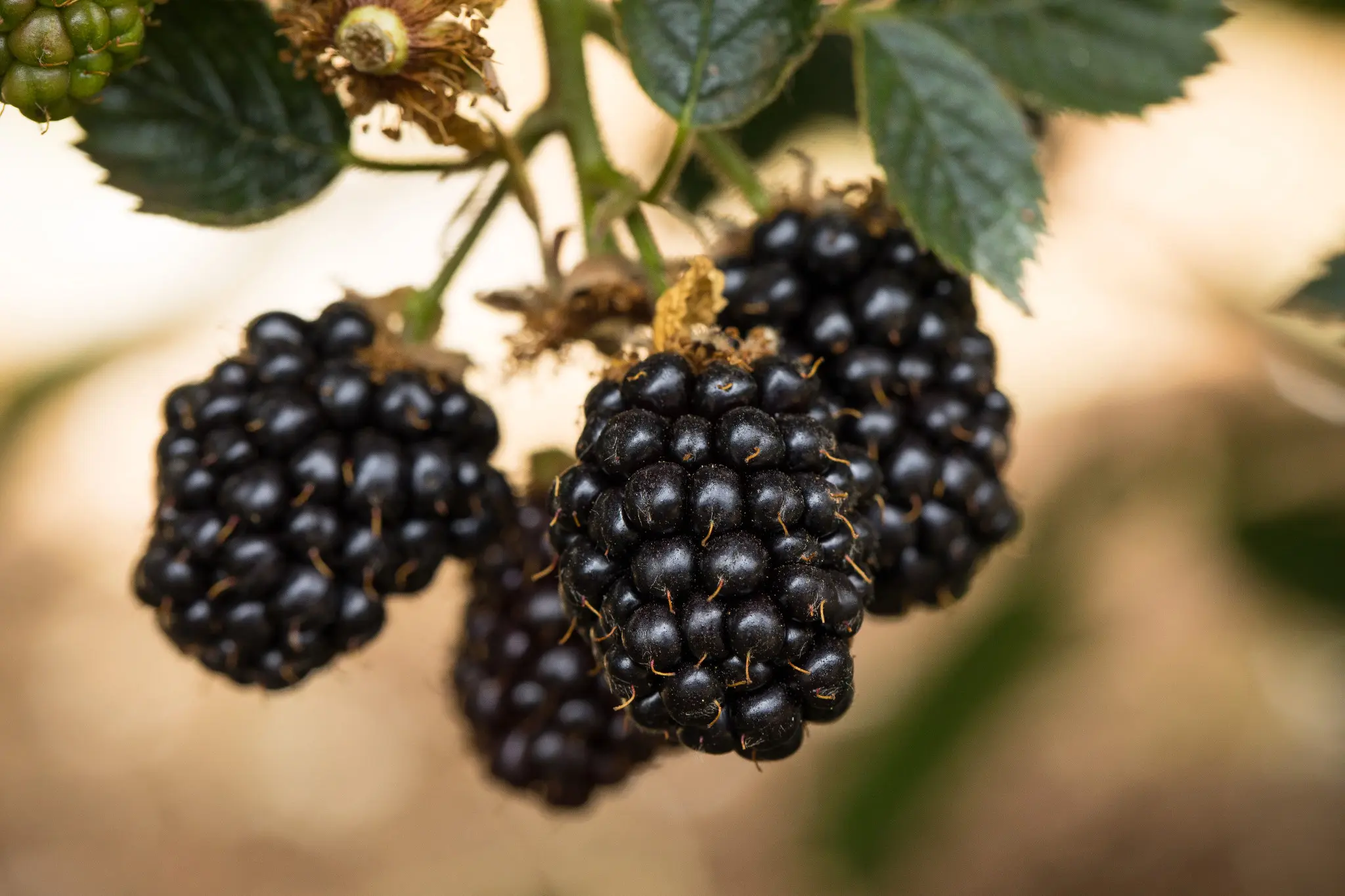 Driscolls Blackberries 125 gm approximately - view 6