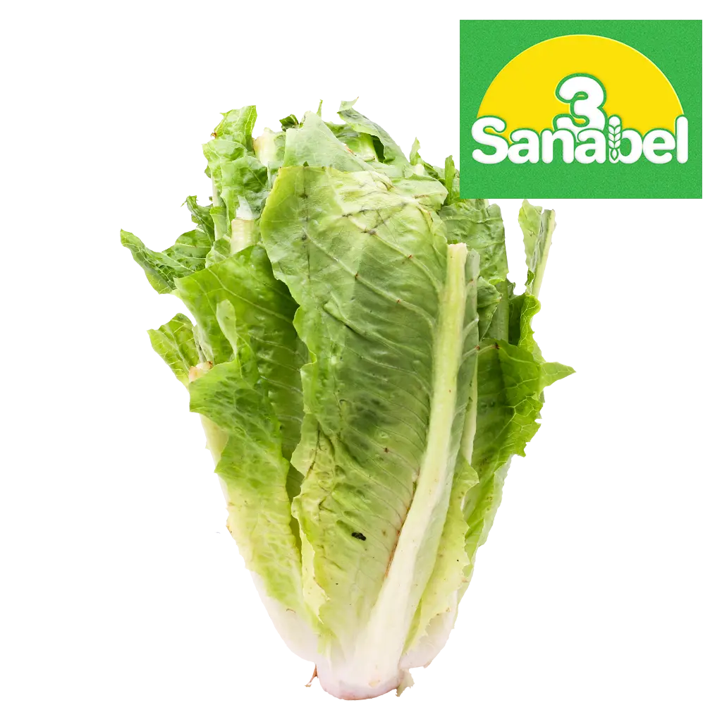خس روماني 1 ربطة - view 1