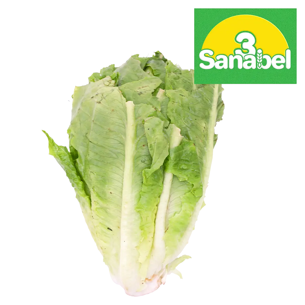 خس روماني 1 ربطة - view 2