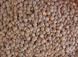Black lentils