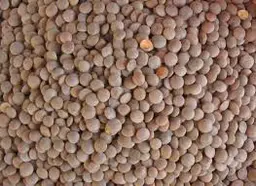 Black lentils