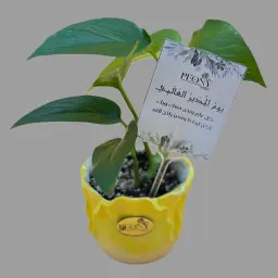 Pothos Plant With A Card For The Boss's Day