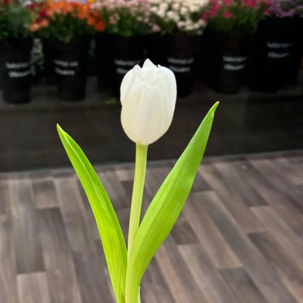 White Tulip