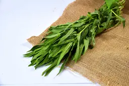 حبق بالرابطة