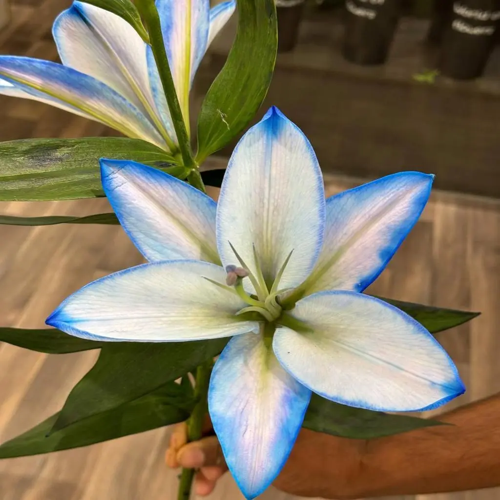 Blue Casablanca Oud