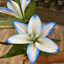 Blue Casablanca Oud