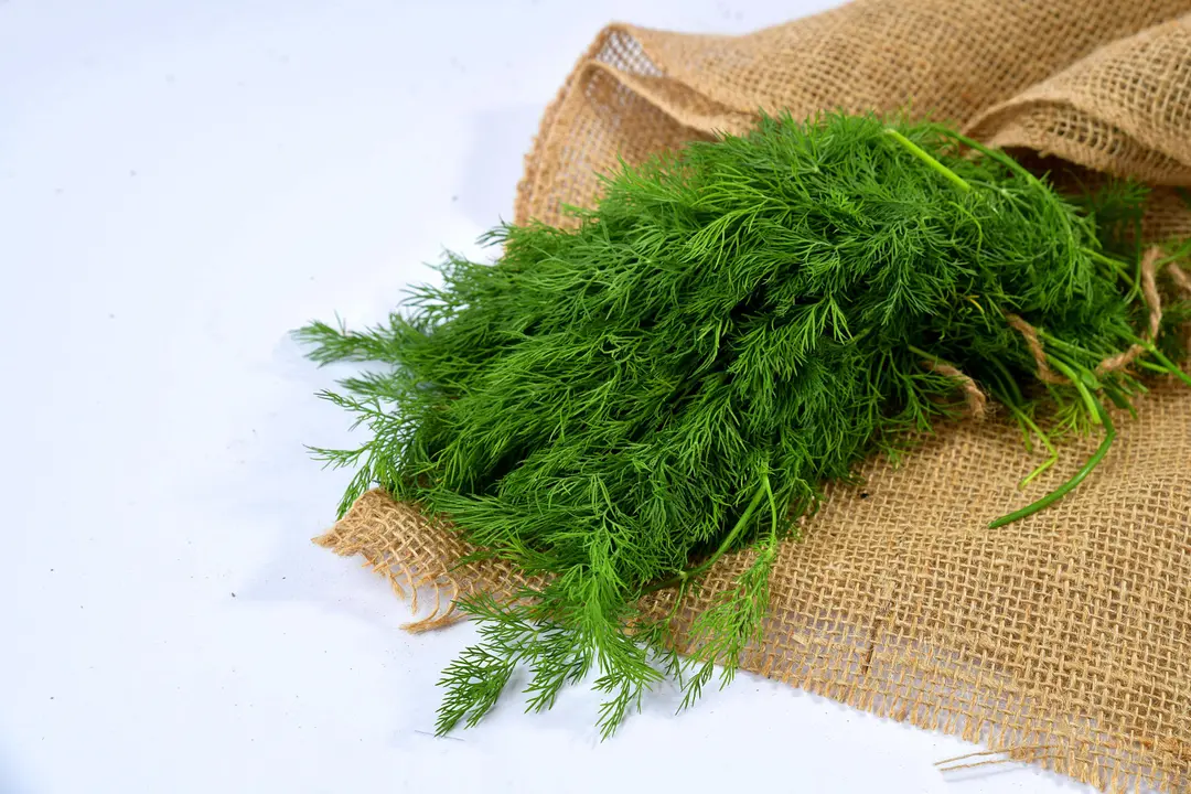 شبت بالرابطة