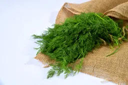شبت بالرابطة