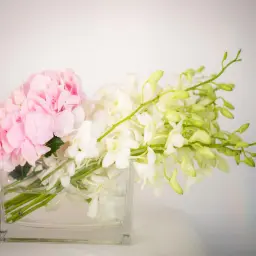 الهدرينجيا السعيدة