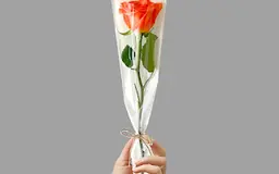 Orange rose