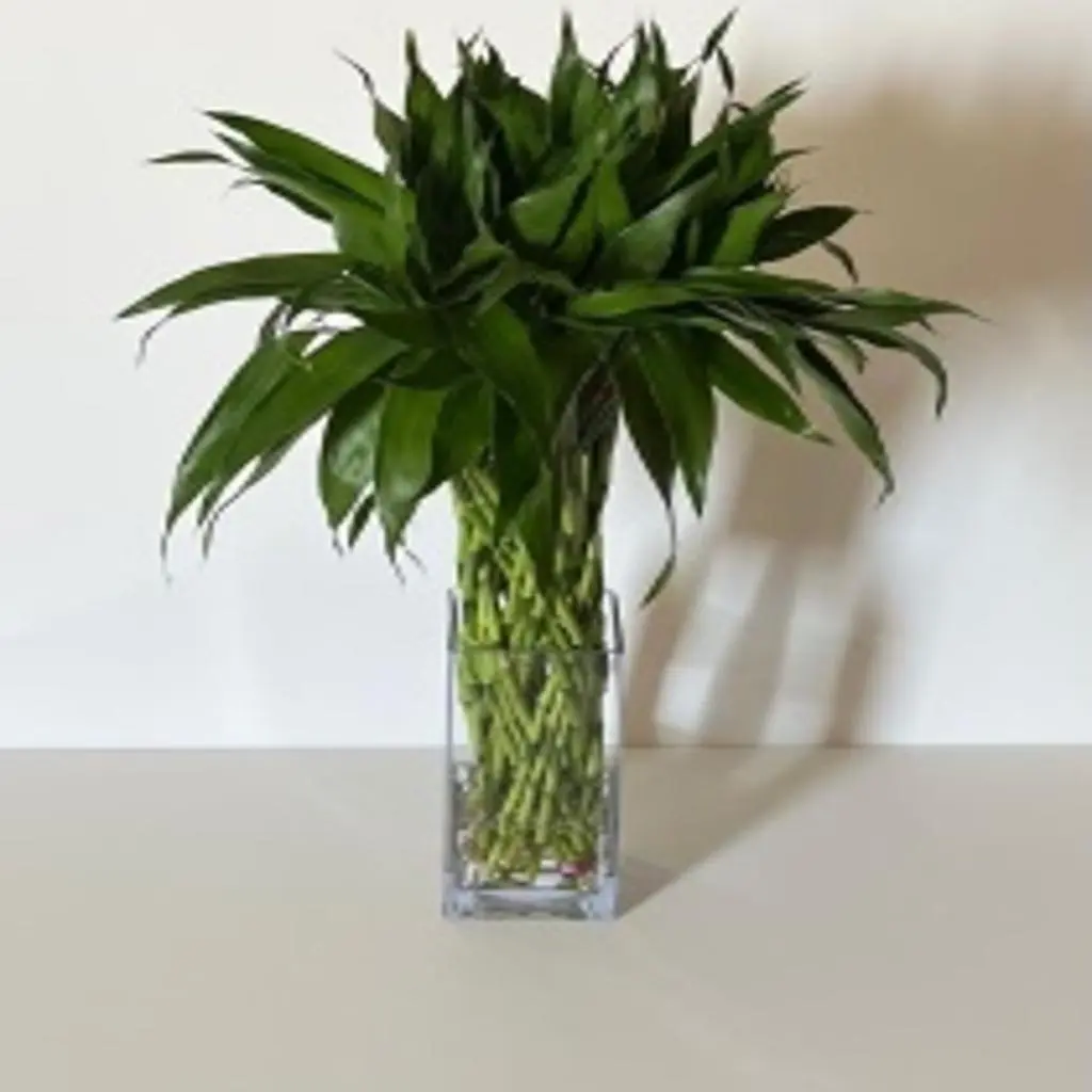 Thai Bamboo in Braided Net