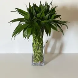 Thai Bamboo in Braided Net