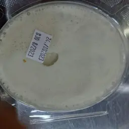 طحينة