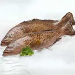 سمك هامور