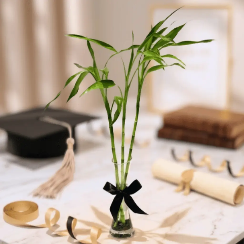 Three Bamboo Stems In Glass Vase