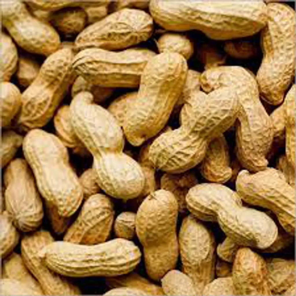 Peanuts in shell
