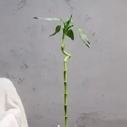 نبتة ساق البامبو
