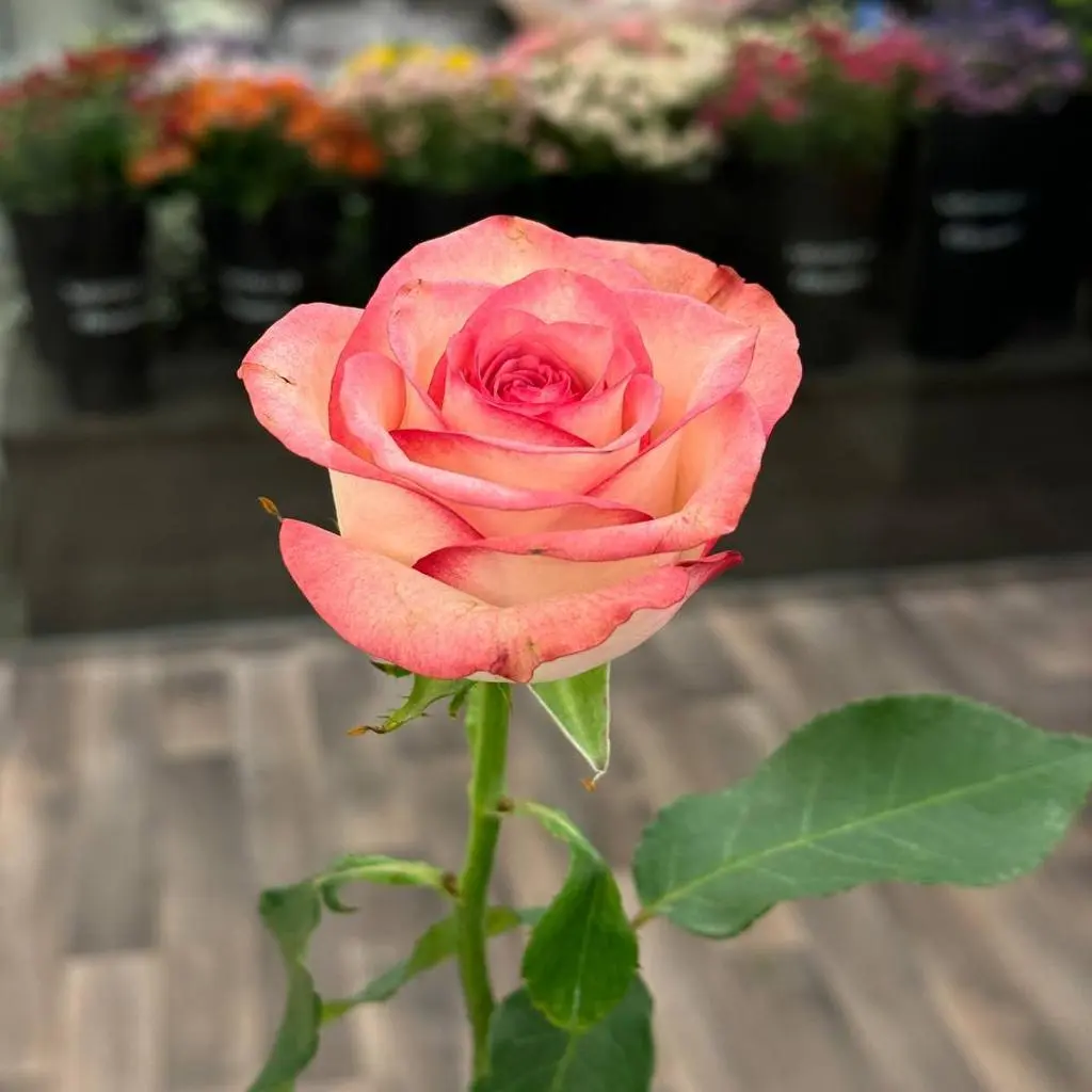 Double Color Rose