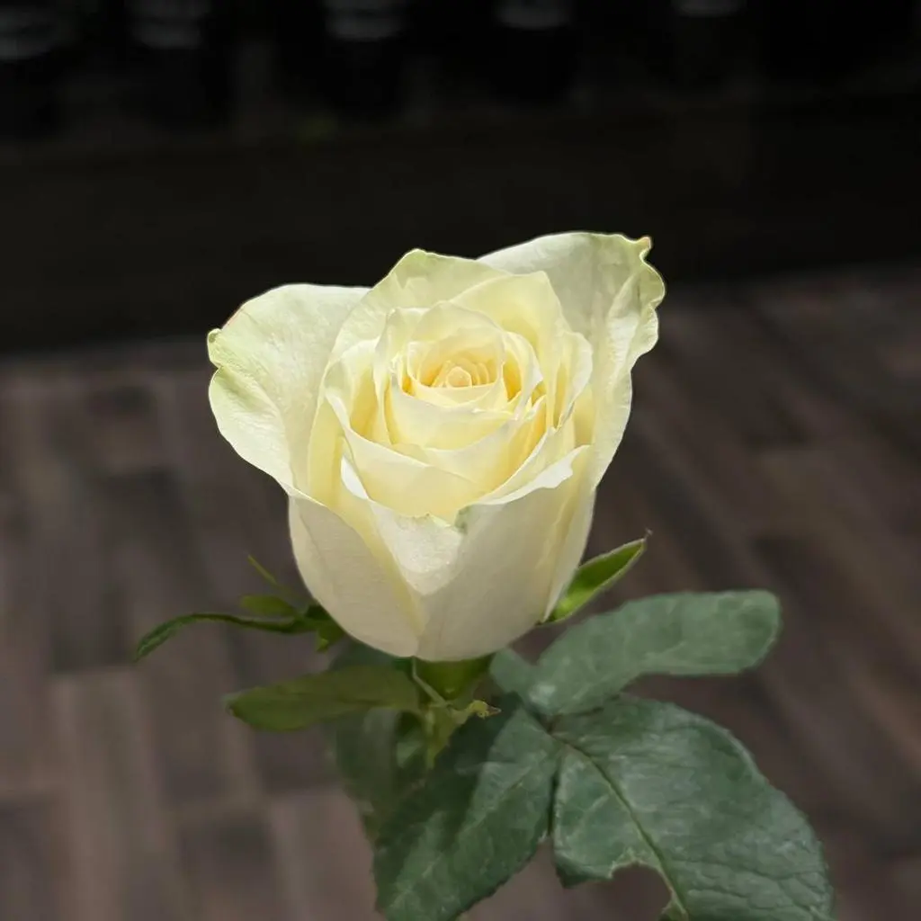 White Rose