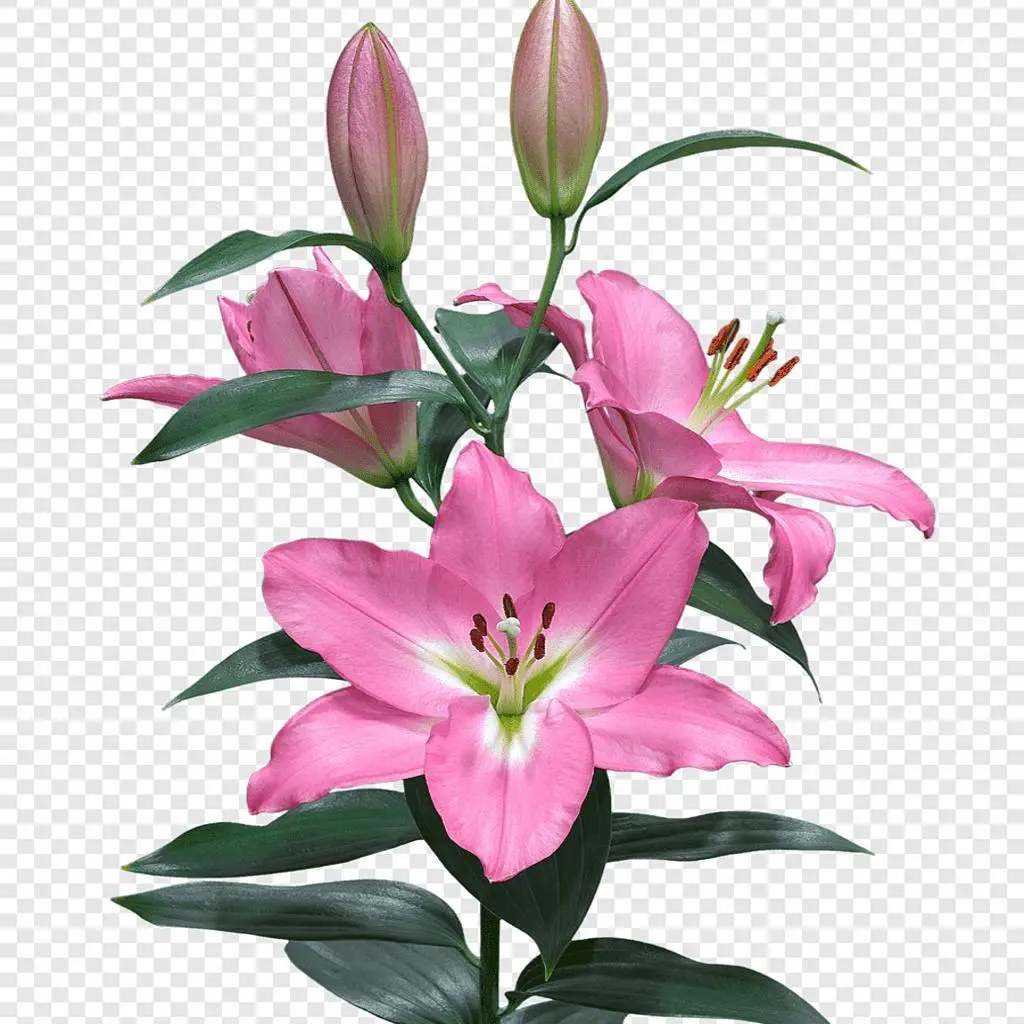 Pink Casablanca Oud
