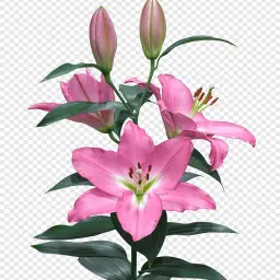 Pink Casablanca Oud