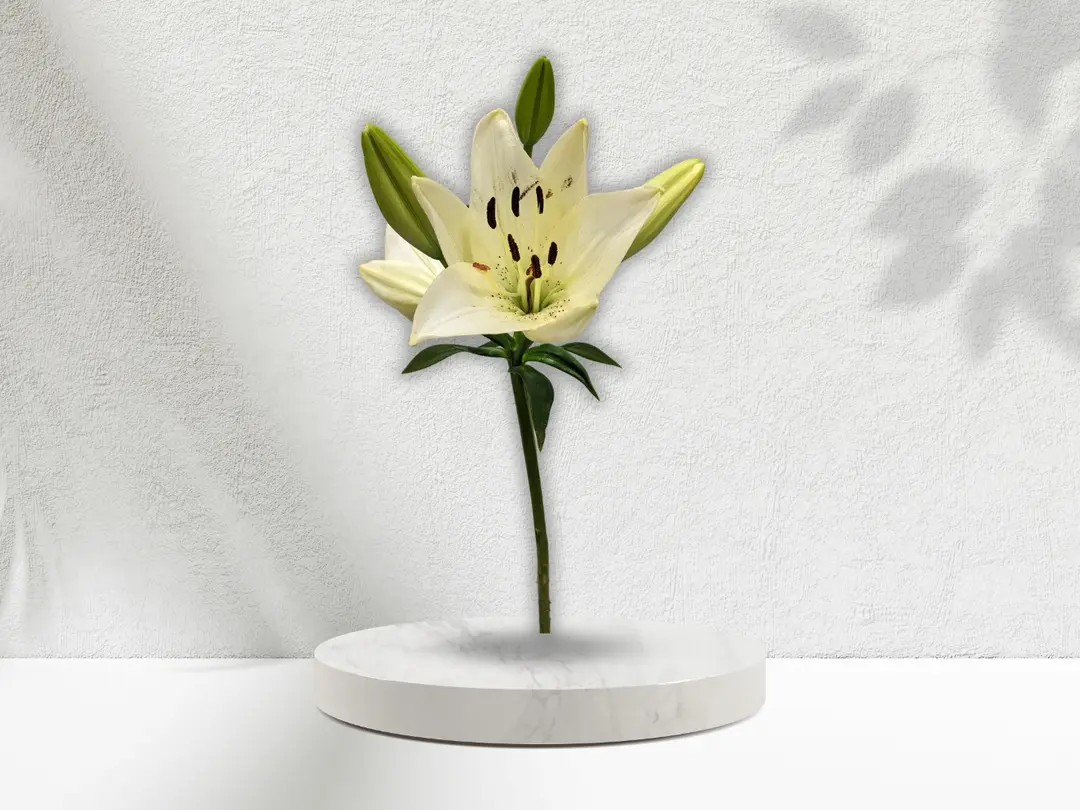 Royal flower Lilium