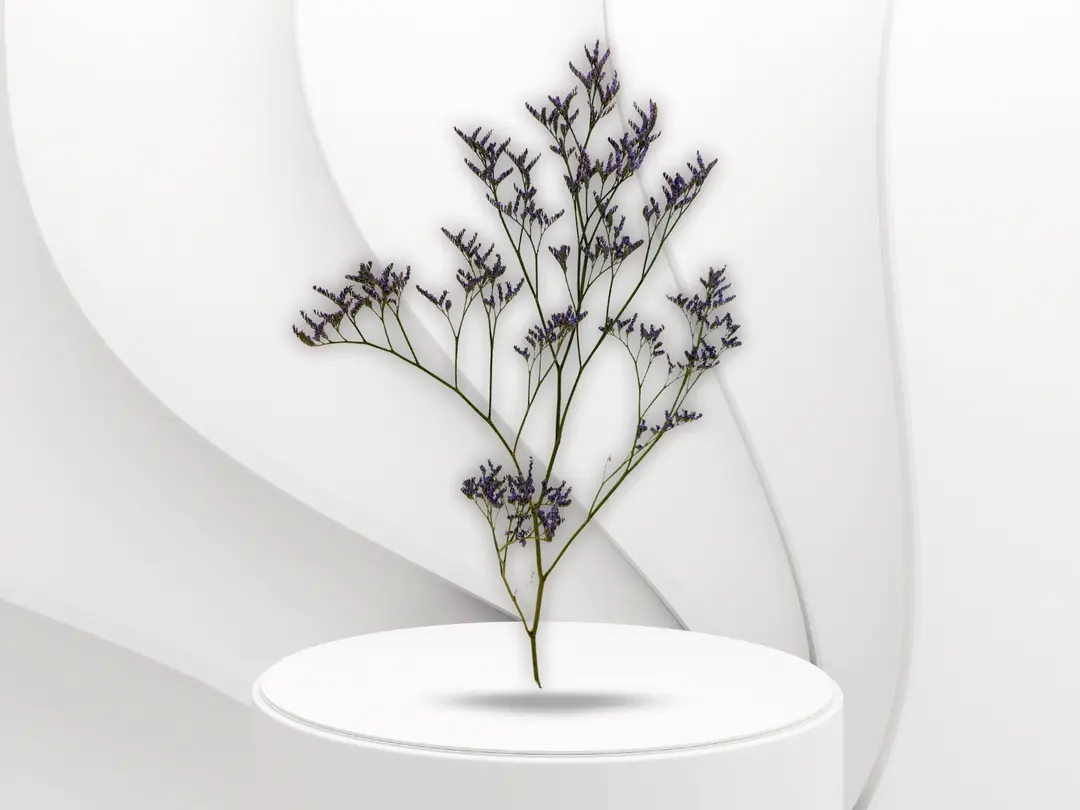 limonium
