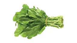 جرجير