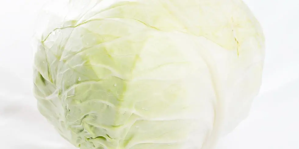 White cabbage