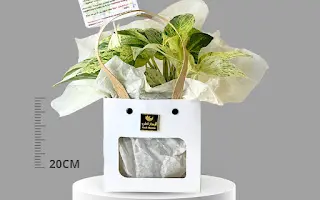 Pothos plant