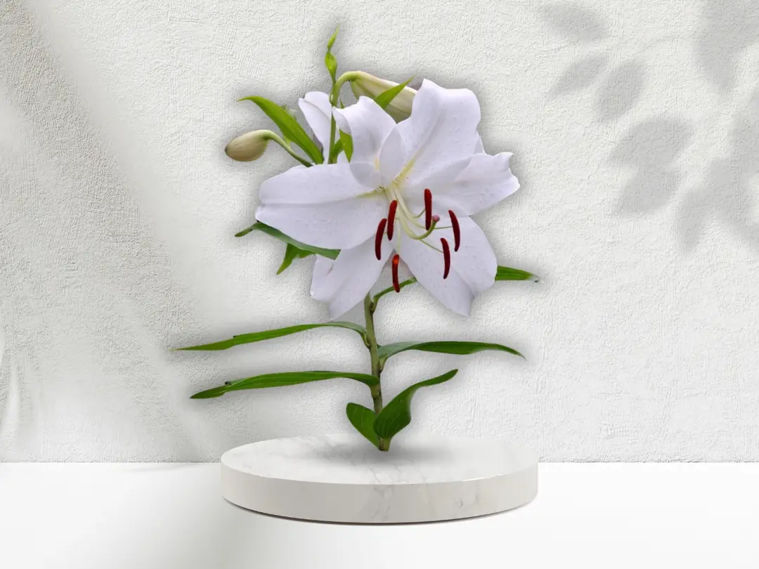 Casablanca flower