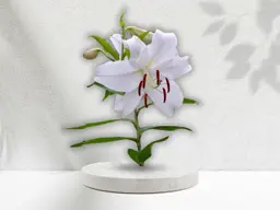 Casablanca flower