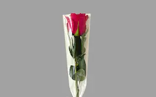 Fuchsia rose