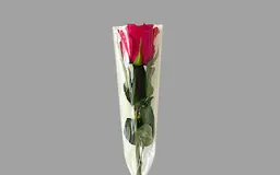 Fuchsia rose