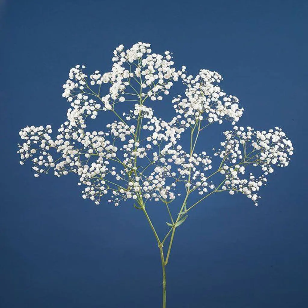 Gypsophila