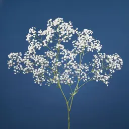 Gypsophila