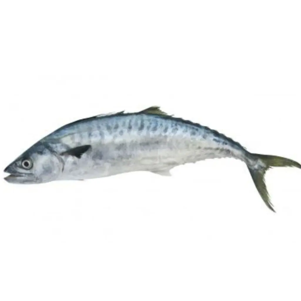 Narrow-Barred Spanish Mackerel