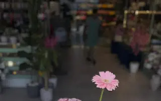 لريسا