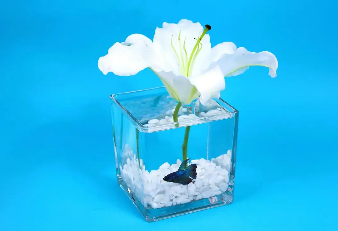 Lily and Fighter Fish Tank 0182