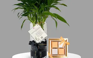 Bamboo plant with chocolate