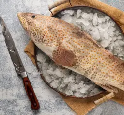 Hamour Fish