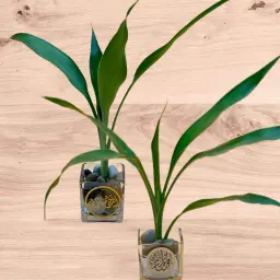 Bamboo Stem Vases