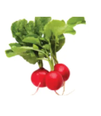 فجل احمر