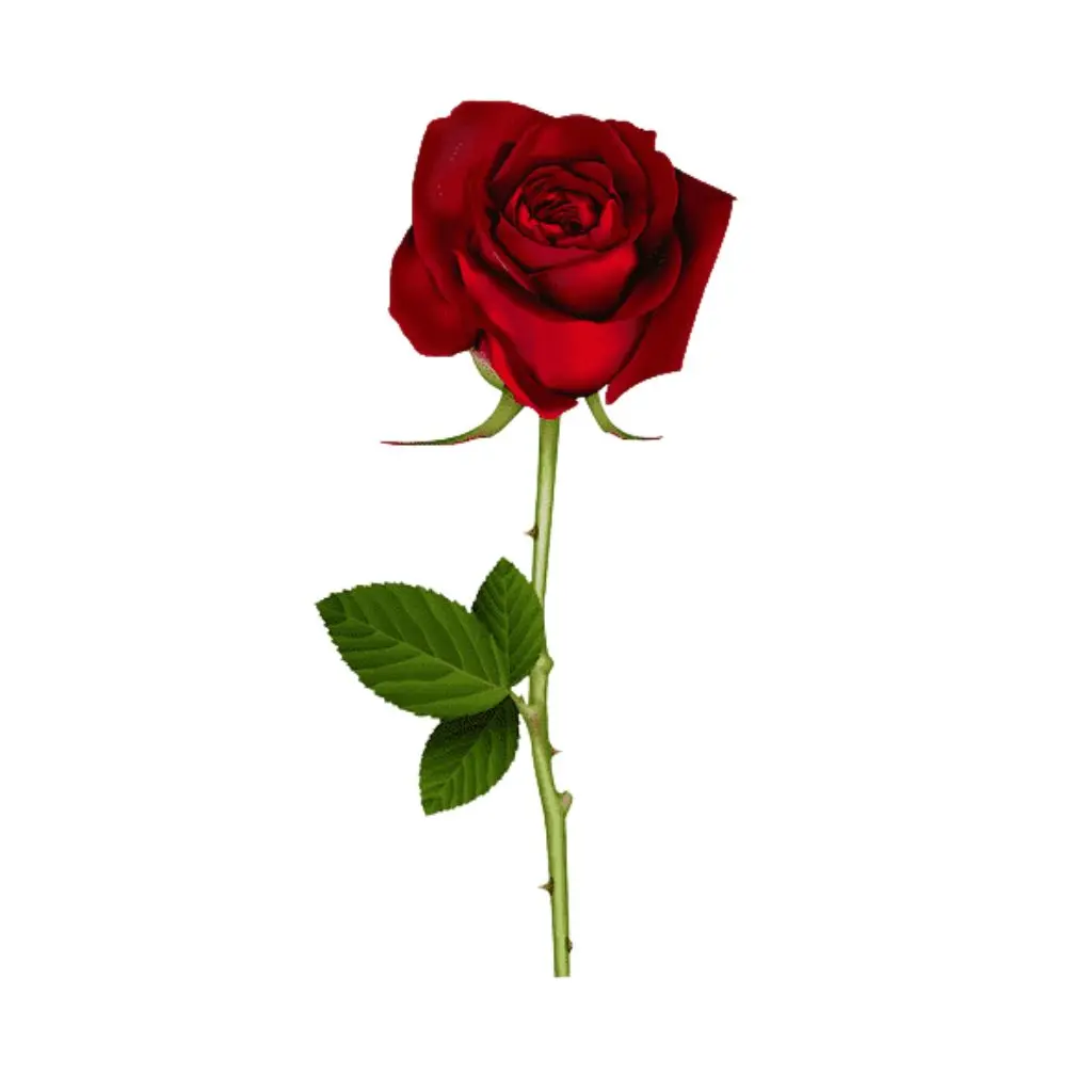 وردة