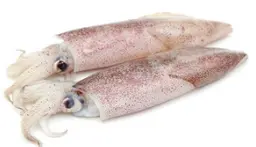 squid