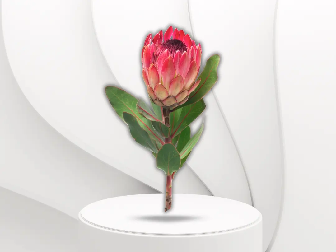 Protea
